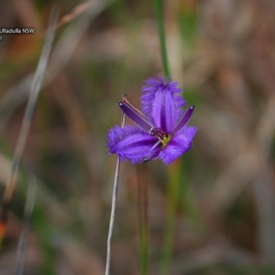 Unidentified Lily or Iris - 12 Jul 2017 by CharlesDove