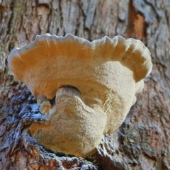 Polypore sp. at Conjola Bushcare - 17 Jul 2017 by Charles Dove