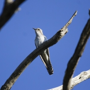 Cacomantis pallidus at Michelago, NSW - 8 Nov 2009