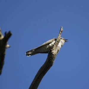 Cacomantis pallidus at Michelago, NSW - 8 Nov 2009