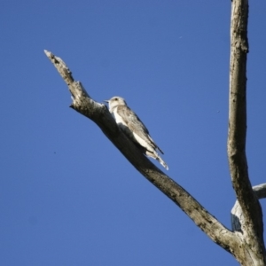 Cacomantis pallidus at Michelago, NSW - 8 Nov 2009