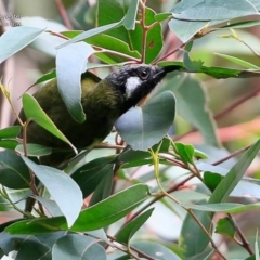 Nesoptilotis leucotis (White-eared Honeyeater) at Ulladulla, NSW - 10 Jul 2017 by CharlesDove