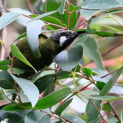 Nesoptilotis leucotis (White-eared Honeyeater) at Ulladulla, NSW - 10 Jul 2017 by CharlesDove