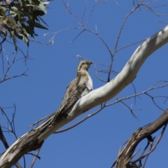Cacomantis pallidus (Pallid Cuckoo) at Michelago, NSW - 25 Sep 2017 by Illilanga