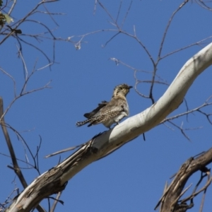 Cacomantis pallidus at Michelago, NSW - 25 Sep 2017 10:04 AM