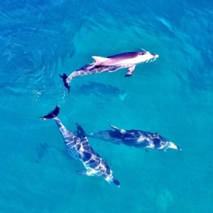 Tursiops truncatus at undefined - 21 May 2018 10:00 AM