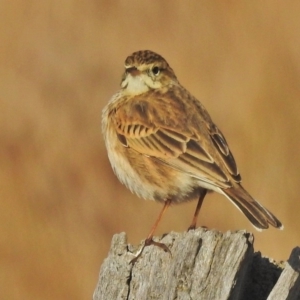 Anthus australis at Paddys River, ACT - 30 May 2018 09:38 AM