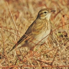 Anthus australis at Paddys River, ACT - 30 May 2018 09:38 AM