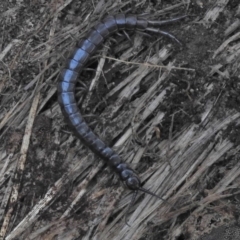 Scolopendromorpha (order) (A centipede) at Paddys River, ACT - 2 Jun 2018 by JohnBundock