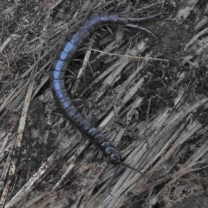 Scolopendromorpha (order) at Paddys River, ACT - 2 Jun 2018 01:49 PM