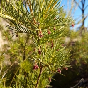 Grevillea sp. at Theodore, ACT - 30 May 2018 03:51 PM