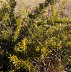 Grevillea sp. at Theodore, ACT - 30 May 2018 03:51 PM