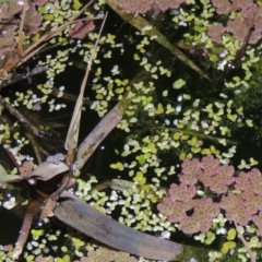 Lemna disperma (Common Duck-weed) at Fyshwick, ACT - 28 May 2018 by MichaelBedingfield