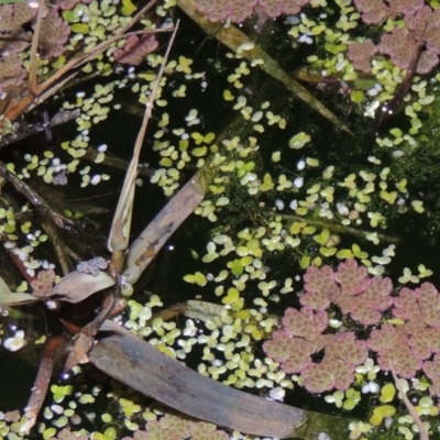 Lemna disperma (Common Duck-weed) at Fyshwick, ACT - 28 May 2018 by michaelb