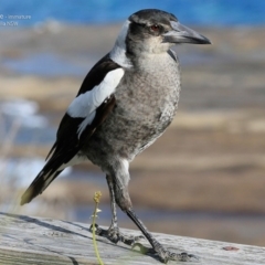 Gymnorhina tibicen (Australian Magpie) at Ulladulla, NSW - 9 Jul 2017 by Charles Dove