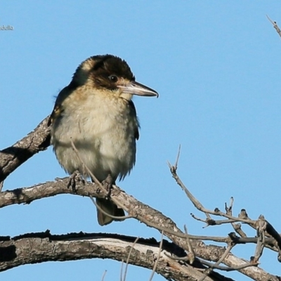 Cracticus torquatus (Grey Butcherbird) at Ulladulla - Warden Head Bushcare - 6 Jul 2017 by CharlesDove