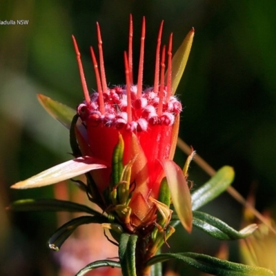 Lambertia formosa (Mountain Devil) at South Pacific Heathland Reserve - 2 Jul 2017 by Charles Dove