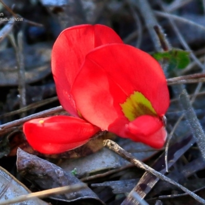 Kennedia prostrata (Running Postman) at South Pacific Heathland Reserve - 4 Jul 2017 by CharlesDove