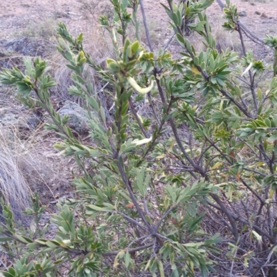 Styphelia triflora (Five-corners) at Majura, ACT - 28 May 2018 by waltraud
