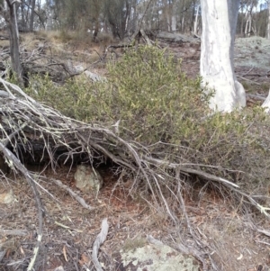 Styphelia triflora at Majura, ACT - 28 May 2018 03:48 PM