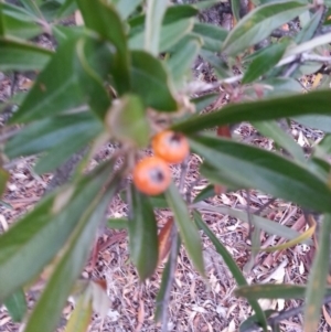 Pyracantha angustifolia at Watson, ACT - 28 May 2018