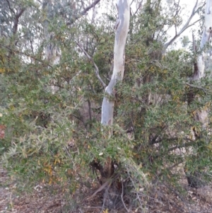 Pyracantha angustifolia at Watson, ACT - 28 May 2018