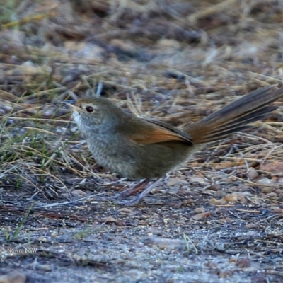 Dasyornis brachypterus (Eastern Bristlebird) at Jervis Bay National Park - 4 Jul 2017 by Charles Dove