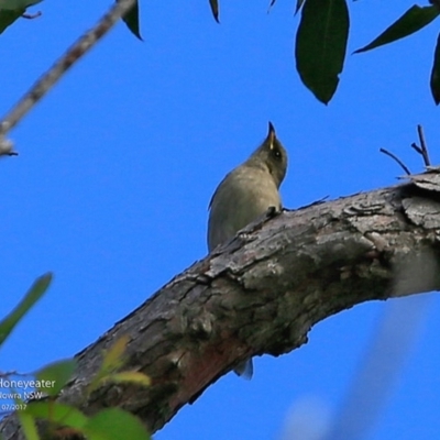 Ptilotula fusca (Fuscous Honeyeater) at Jervis Bay National Park - 5 Jul 2017 by CharlesDove