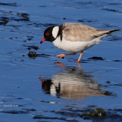 Charadrius rubricollis (Hooded Plover) at South Pacific Heathland Reserve - 3 Jul 2017 by CharlesDove