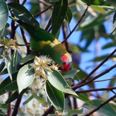 Glossopsitta concinna (Musk Lorikeet) at Jervis Bay National Park - 6 Jul 2017 by CharlesDove