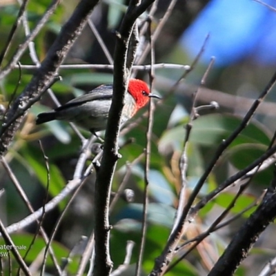 Myzomela sanguinolenta (Scarlet Honeyeater) at Jervis Bay National Park - 5 Jul 2017 by Charles Dove