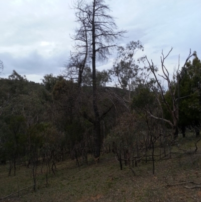 Pinus radiata (Monterey or Radiata Pine) at Canberra Central, ACT - 8 Jan 2018 by waltraud