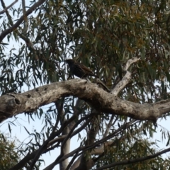 Sturnus vulgaris (Common Starling) at Mount Majura - 2 Jun 2018 by WalterEgo