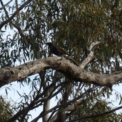 Sturnus vulgaris (Common Starling) at Hackett, ACT - 3 Jun 2018 by WalterEgo