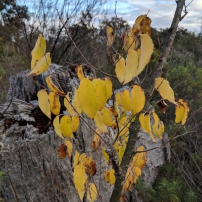 Celtis australis (Nettle Tree) at Hackett, ACT - 2 Jun 2018 by WalterEgo