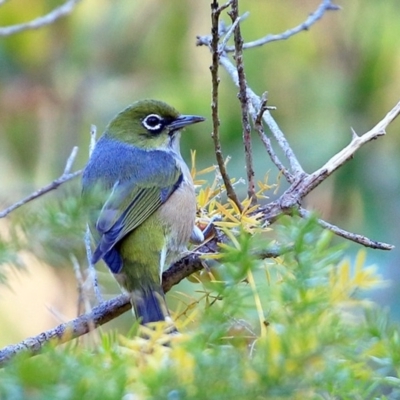 Zosterops lateralis (Silvereye) at Undefined - 3 Jul 2017 by CharlesDove