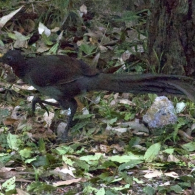 Menura novaehollandiae (Superb Lyrebird) at Undefined - 1 Jun 2018 by jbromilow50