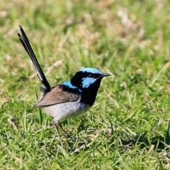 Malurus cyaneus (Superb Fairywren) at Undefined - 1 Jul 2017 by Charles Dove