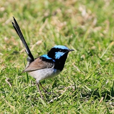 Malurus cyaneus (Superb Fairywren) at Undefined - 2 Jul 2017 by CharlesDove