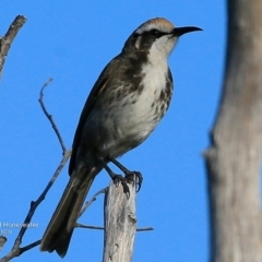 Glyciphila melanops (Tawny-crowned Honeyeater) at Jervis Bay National Park - 5 Jul 2017 by CharlesDove
