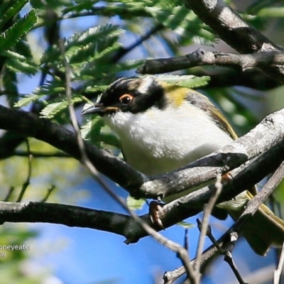 Melithreptus lunatus (White-naped Honeyeater) at Undefined - 4 Jul 2017 by Charles Dove