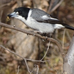 Cracticus torquatus (Grey Butcherbird) at Red Hill, ACT - 2 Jun 2018 by roymcd