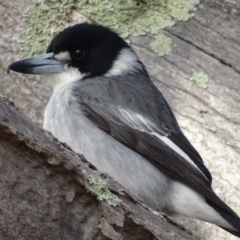 Cracticus torquatus at Red Hill, ACT - 3 Jun 2018