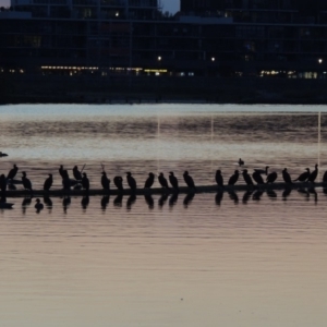 Phalacrocorax sulcirostris at Kingston, ACT - 9 May 2018