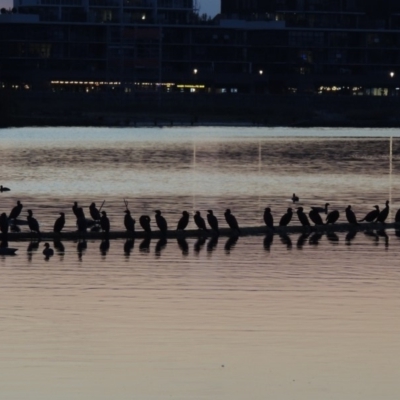 Phalacrocorax sulcirostris (Little Black Cormorant) at Kingston, ACT - 9 May 2018 by michaelb