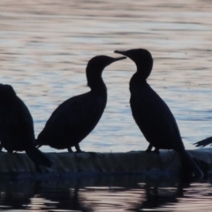 Phalacrocorax sulcirostris at Kingston, ACT - 9 May 2018