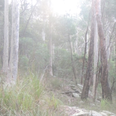 Corymbia maculata (Spotted Gum) at Murramarang National Park - 12 Jun 2014 by michaelb