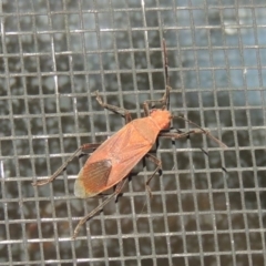 Leptocoris mitellatus (Leptocoris bug) at Pollinator-friendly garden Conder - 12 Dec 2017 by michaelb