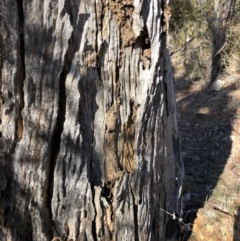 Papyrius nitidus at Red Hill, ACT - suppressed