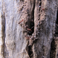Papyrius nitidus at Red Hill, ACT - suppressed